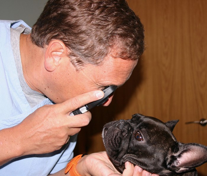 Oftalmoscopía directa en un perro